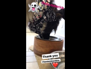 nina dobrev on instagram stories 14 10 17 big ass milf